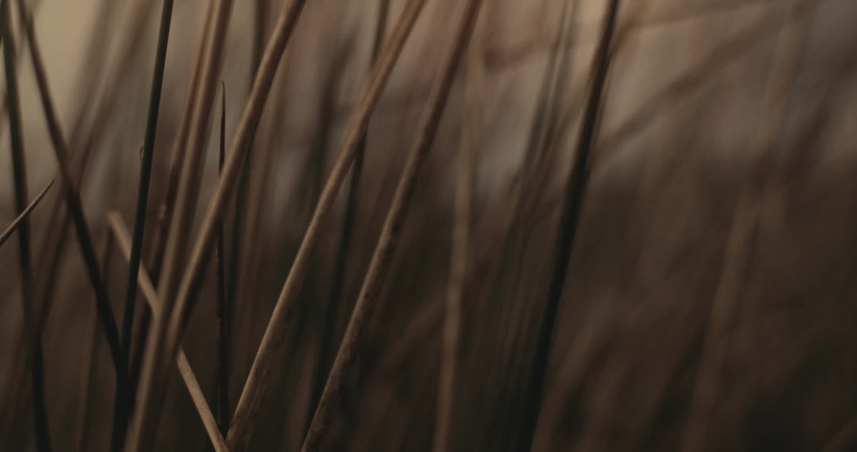 Echoes of a Landscape 