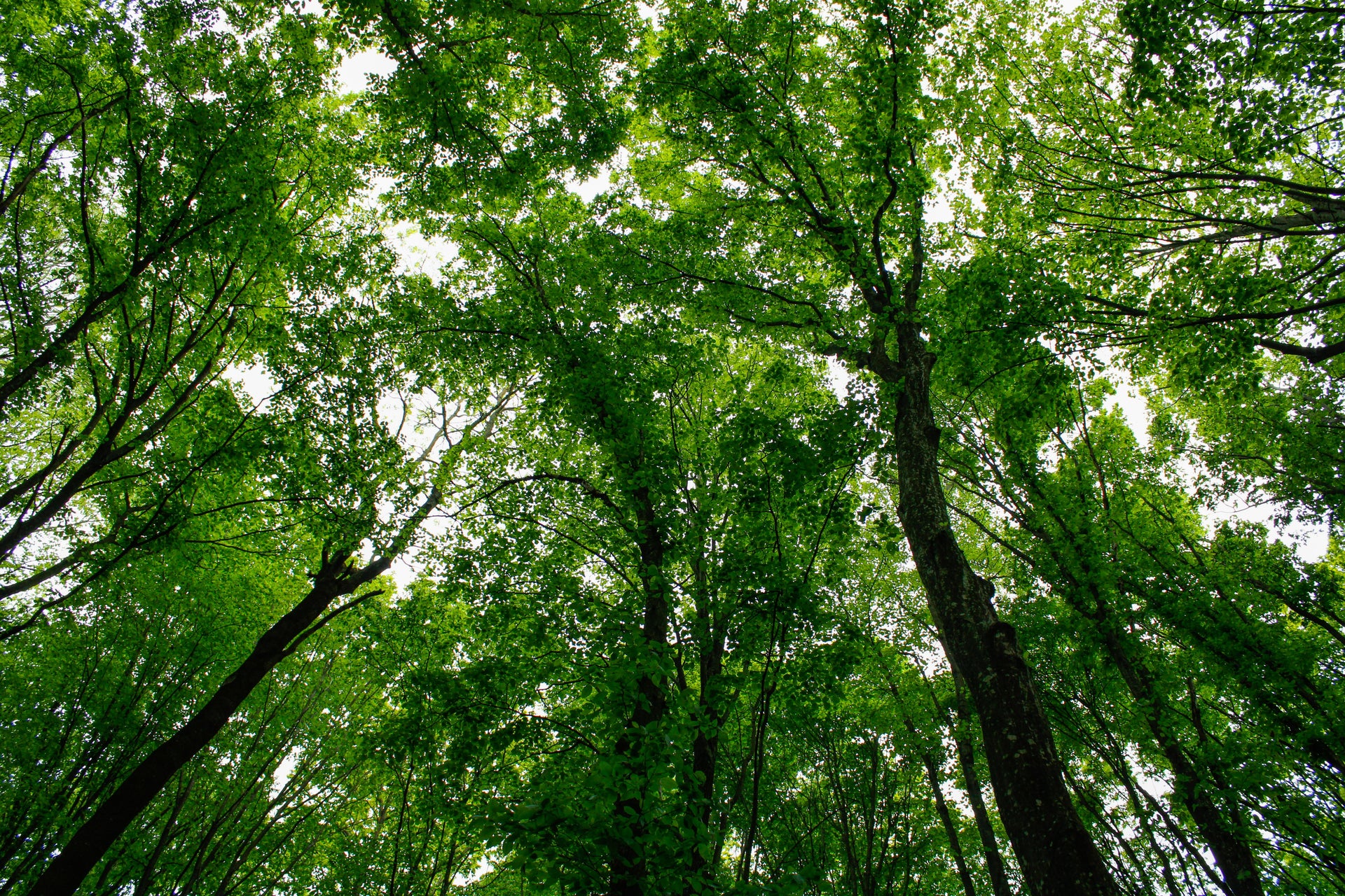 A Tree for Every Order